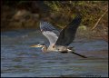 _0SB7192 great-blue heron in flight